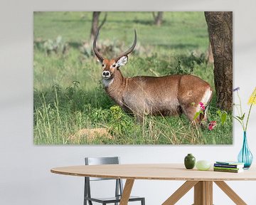 Defassa Wasserbock (Kobus defassa), Murchison Falls National Park, Uganda