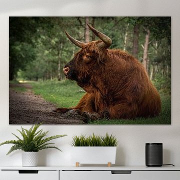 Highlander écossais