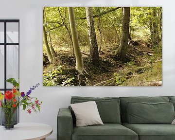 sunshine in the forest