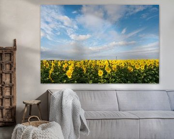 Een bonte parade van zonnebloemen in een veld in Frankrijk - natuur en reisfotografie. van Christa Stroo fotografie