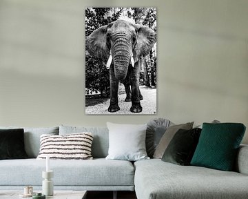 Afrikaanse olifant van Walljar