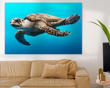 Turtle by Walljar