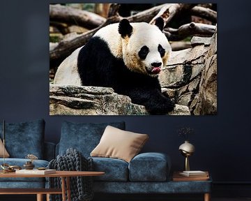 Giant Panda