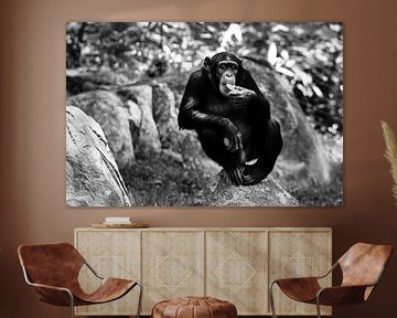 Chimpanzee