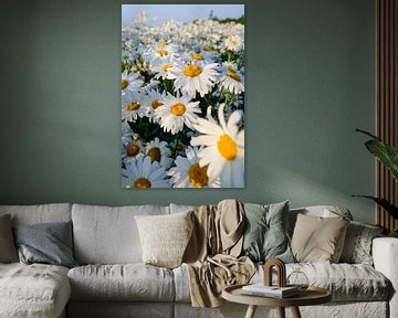 Margrieten in avond zonlicht op een veld in Zeeland van Fotografiecor .nl