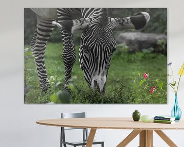 ontroerend zebra-achtig met een zwart oog er is helder groen gras, een grote snuit en poten