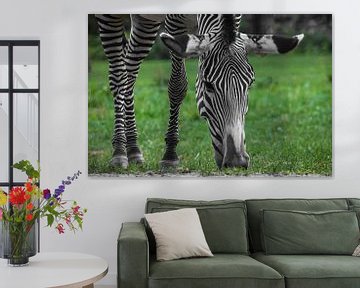 de zebra eet helder groen gras, de snuit en parallelle poten zijn groot