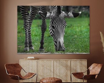 de zebra eet helder groen gras, de snuit en parallelle poten zijn groot van Michael Semenov