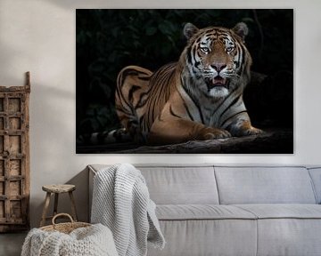 Tiger sitting quietly opening its mouth, Amur tiger, black background stick in the dark background w by Michael Semenov