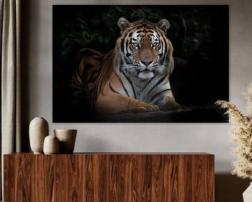 Een tijger kijkt rustig en kalm, een Amurtijger bij nachtelijke duisternis van Michael Semenov