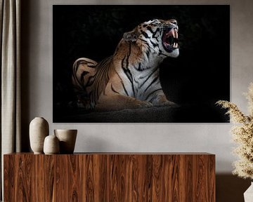 De tijger ontbloot tanden, geïsoleerde zwarte achtergrond, krachtig dier ligt geïsoleerd op zwarte a van Michael Semenov