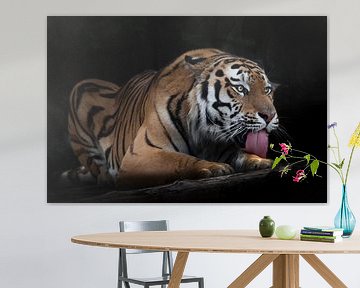 Amur tiger on a black background on a tree trunk, a log A powerful red tiger licks its paw with a re by Michael Semenov