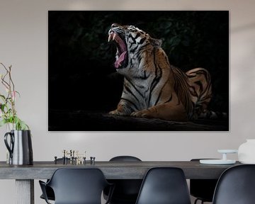 brullend in het donker toonde enorme slagtanden tijger, Amur tijger, zwarte achtergrond met bladeren van Michael Semenov