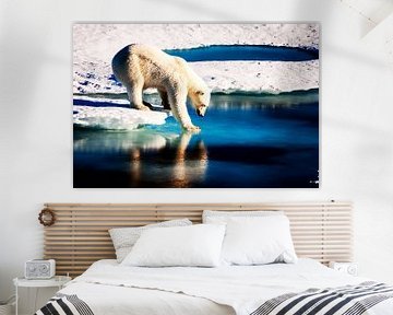 Polar bear by Walljar