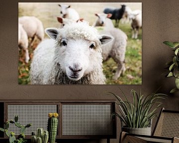 Sheep by Walljar