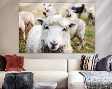 Schafe von Walljar