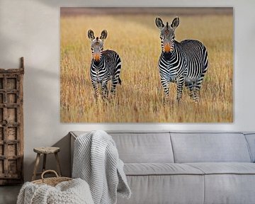 Zebras von Walljar