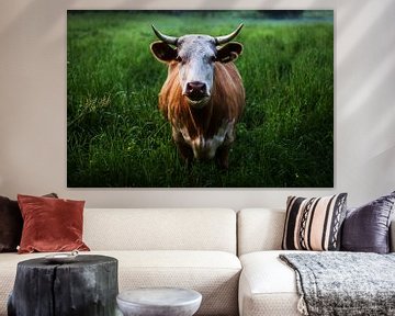 Stier