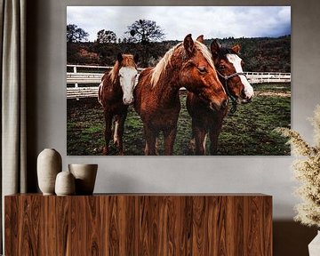 Paarden
