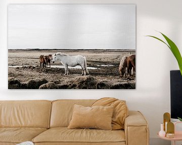 Paarden