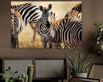 Kudde Zebra's