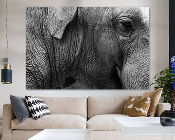 Éléphant sur Walljar