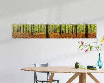 Panorama d'une forêt de hêtres sur Sjoerd van der Wal Photographie