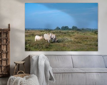 Koeien grazen in de duinen in de ochtend van Sjoerd van der Wal