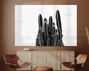 Mini Cactus