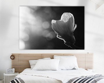 Mohnblume von Walljar