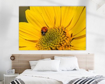 Closeup of yellow garden flower with ladybird beetle by Alex Winter