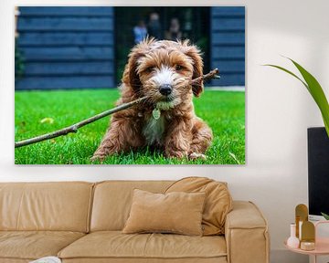 De kleine dondersteen. Labradoodle hondenras