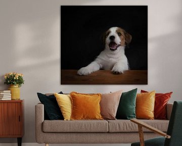 Dogs: Jack Russel puppy by Marjolein van Middelkoop