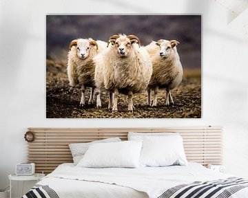 IJslandse schapen van Caroline De Reus
