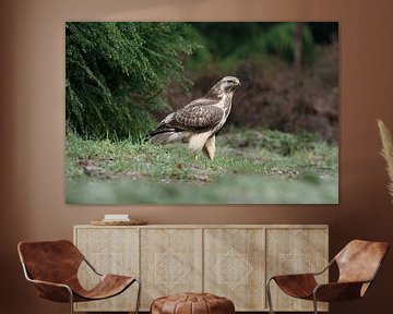 Blonde Buizerd van Jan van Vreede