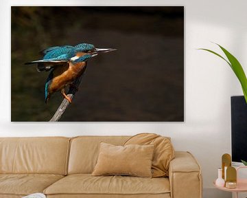 kingfisher by Jan van Vreede