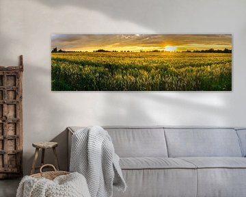 Germany, XXL panorama of rural wheat fields in warm sunset light by adventure-photos