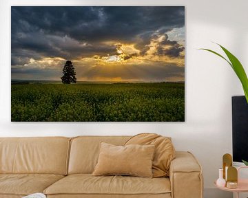 Yellow field of rapeseed in full flower with dramatic sky by adventure-photos