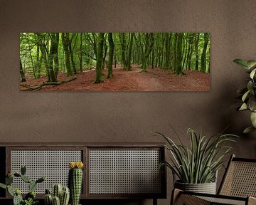 Panorama in the forest of the dancing trees, the Speulderbos in the Netherlands by Jan van der Vlies