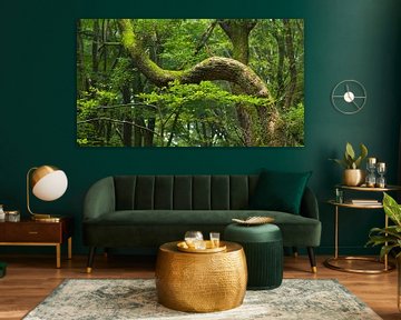 The forest of the dancing trees, the Speulderbos in the Netherlands by Jan van der Vlies