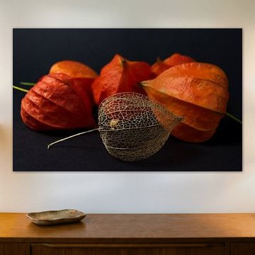 Stilleben mit Lampionblume