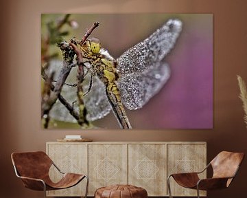 libellule dans la bruyère en fleurs sur Stefan Wiebing Photography