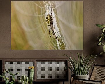 wasp spider by Stefan Wiebing Photography