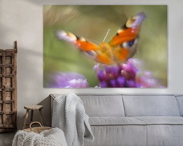 Kleurenpracht van de dagpauwoog vlinder