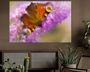 Kleurenpracht van de dagpauwoog vlinder