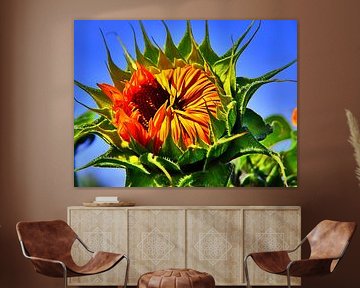 Sunflower that opens