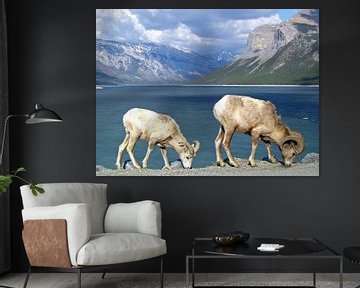 Bighorn schapen in Canada von Frederique Richard