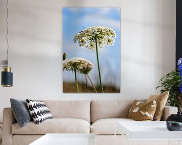 Hogweed in bloom by Kristof Leffelaer