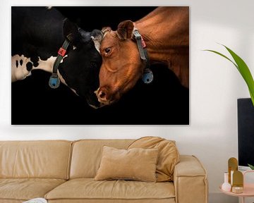 duo de vaches sur Kim van Beveren