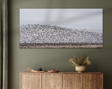 Swarm of flying oystercatchers on Ameland by Bianca Fortuin